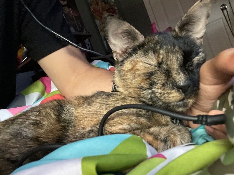 Tortoiseshell cat 2 years 2 months old female named Sasha for adoption in Southeastern Connecticut Planning Region, Connecticut | Petmeetly