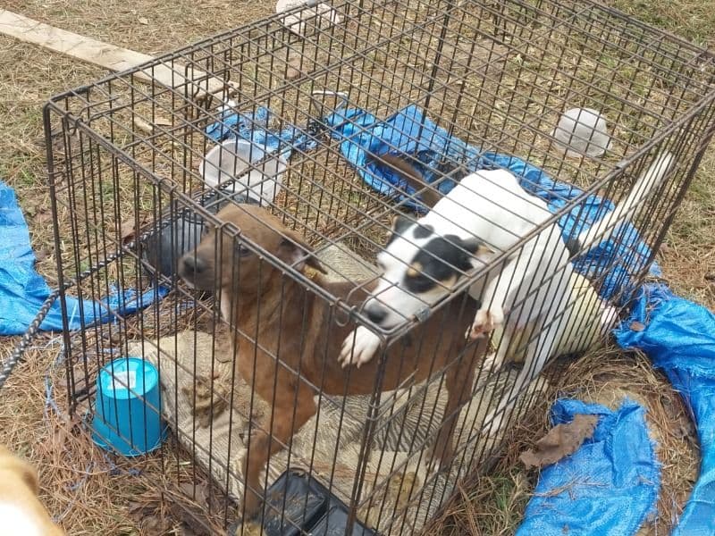 Dachshund 3 months old female small named Baby Girl for adoption in Jasper, Texas | Petmeetly