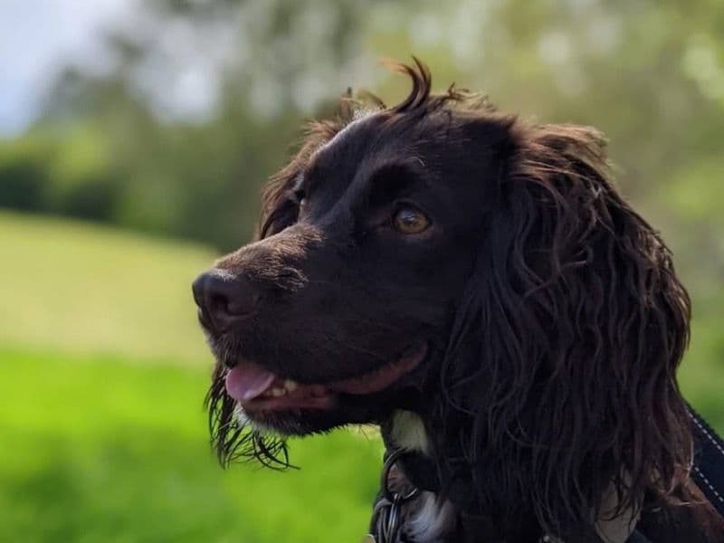 Lola primary photo
