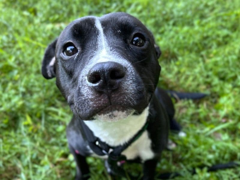 Gidget primary photo