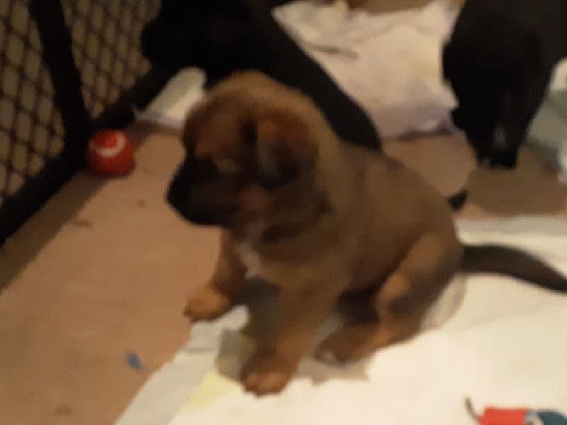 Black German Shepherd 4 years 8 months old male medium named Chewbacca for breeding in Anderson County, South Carolina | Petmeetly