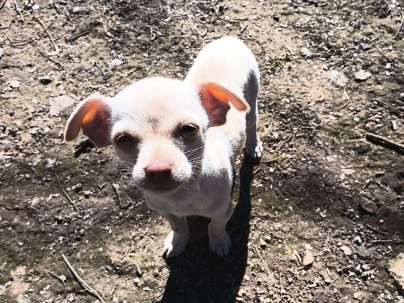 Chihuahua 2 months old male small named Boy Puppy for sale in Washington County, Arkansas | Petmeetly