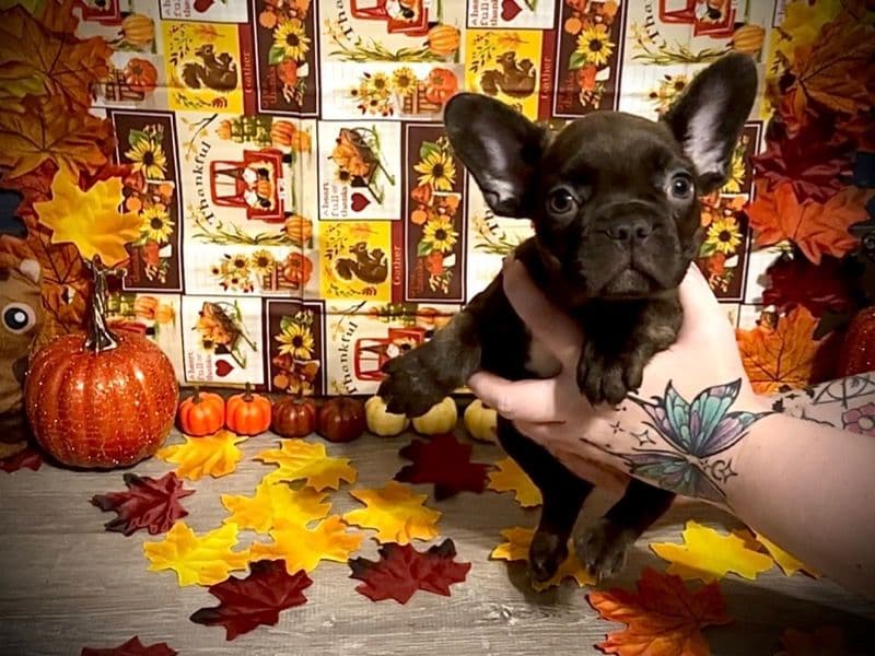 French Bulldog 4 months old male small named Riddle for sale in Union County, Illinois | Petmeetly