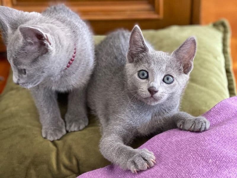 American Shorthair 2 months old male named Health Russian Blue Kitten for sale in Los Angeles County, California | Petmeetly
