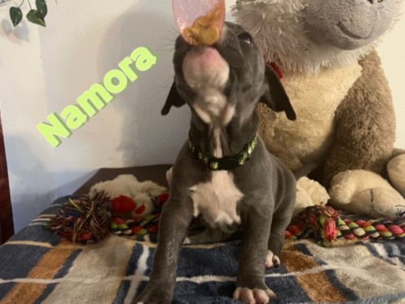 American Bully 1 year old female small named Namora for sale in Bexar County, Texas | Petmeetly