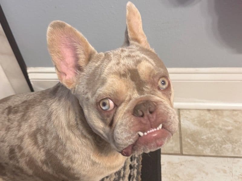 French Bulldog 1 year old male medium named Ace for sale in Orleans Parish, Louisiana | Petmeetly
