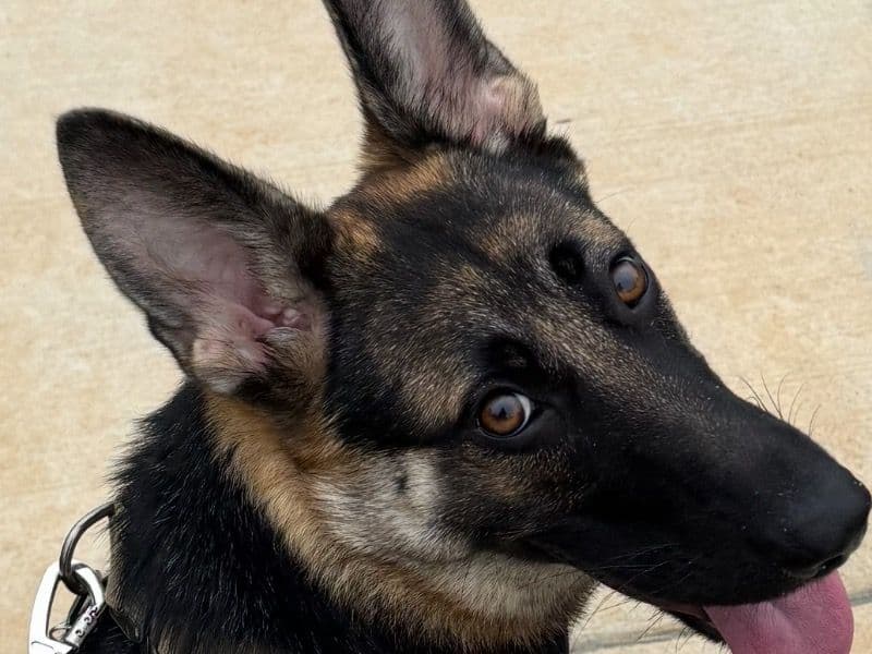 German Shepherd 2 years 1 month old female medium named Gg for adoption in Mecklenburg County, North Carolina | Petmeetly