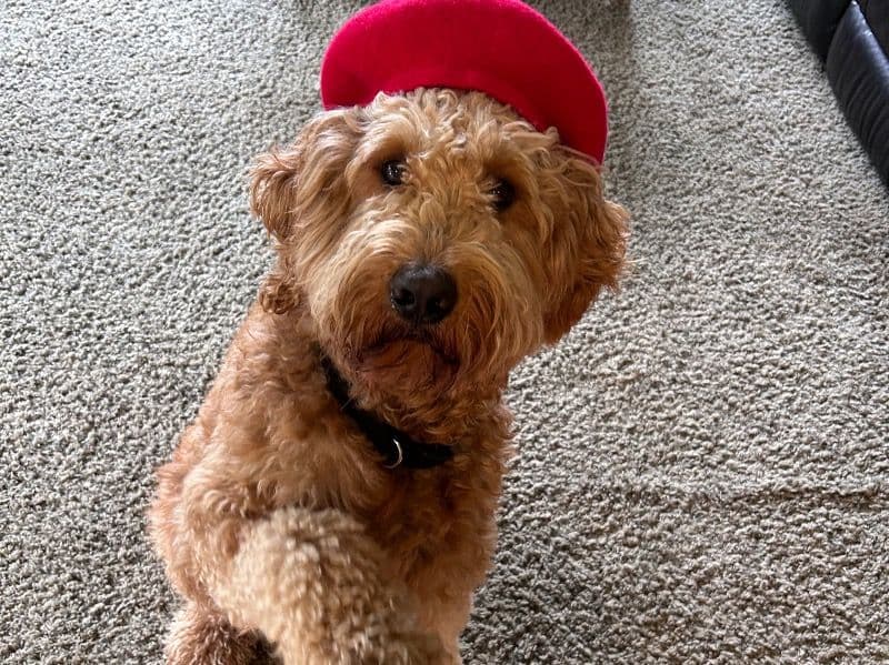 Buster primary photo