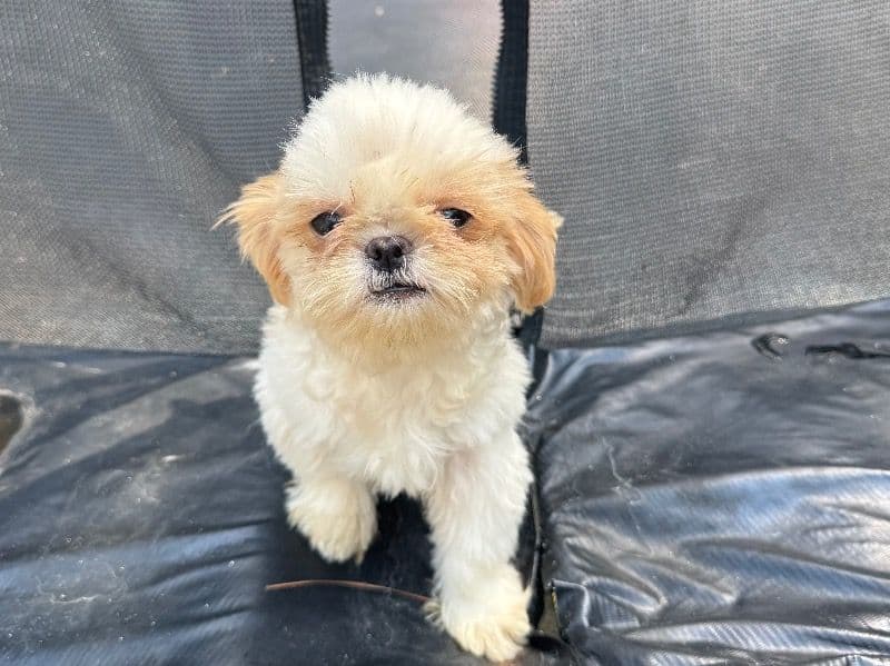 Shih Tzu 9 months old male small named Snowy for sale in Lugoff, South Carolina | Petmeetly