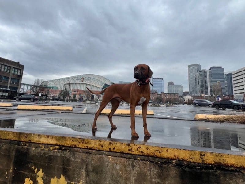Rhodesian Ridgeback 3 years 6 months old male large named Rush for breeding in Harris County, Texas | Petmeetly