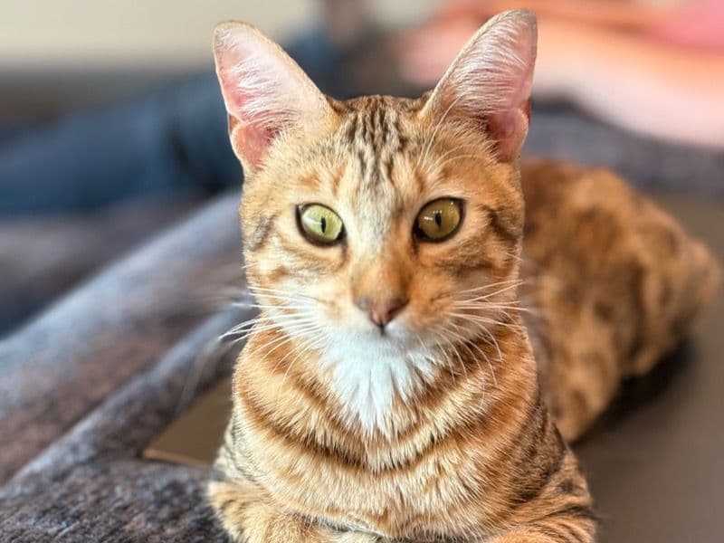 Savannah 1 year 4 months old female named Dahlia for breeding in San Diego County, California | Petmeetly