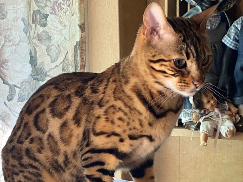 Bengal 4 years 8 months old female named Priscella for breeding in Boulder County, Colorado | Petmeetly