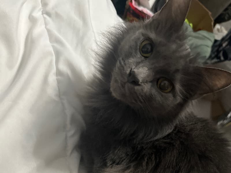 Russian Blue 4 years old female named Valvoline for breeding in South Central Connecticut Planning Region, Connecticut | Petmeetly