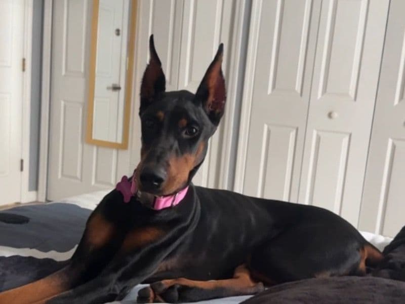 Doberman 1 year 1 month old female medium named Nami for sale in Polk County, Florida | Petmeetly