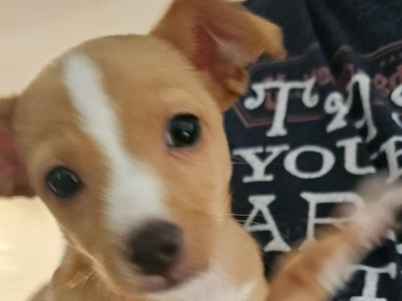 Chihuahua 2 months old male small named No Name for sale in Escambia County, Florida | Petmeetly