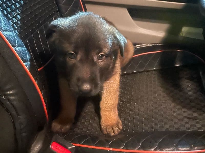 Belgian Malinois 2 months old male small named Ace for sale in Middlesex County, New Jersey | Petmeetly