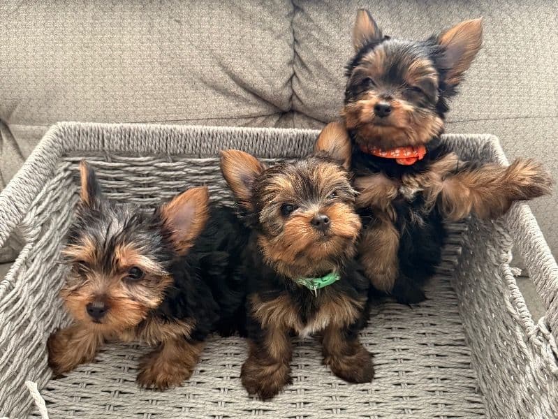 Yorkshire Terrier 6 months old male small named Yorkies for sale in Riverside County, California | Petmeetly