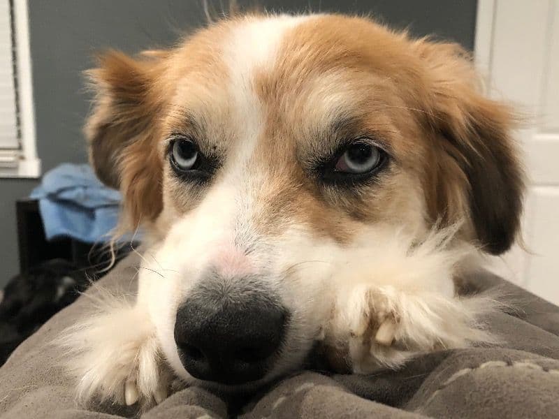 Australian Shepherd 5 years old female medium named Sophie for adoption in Salt Lake County, Utah | Petmeetly