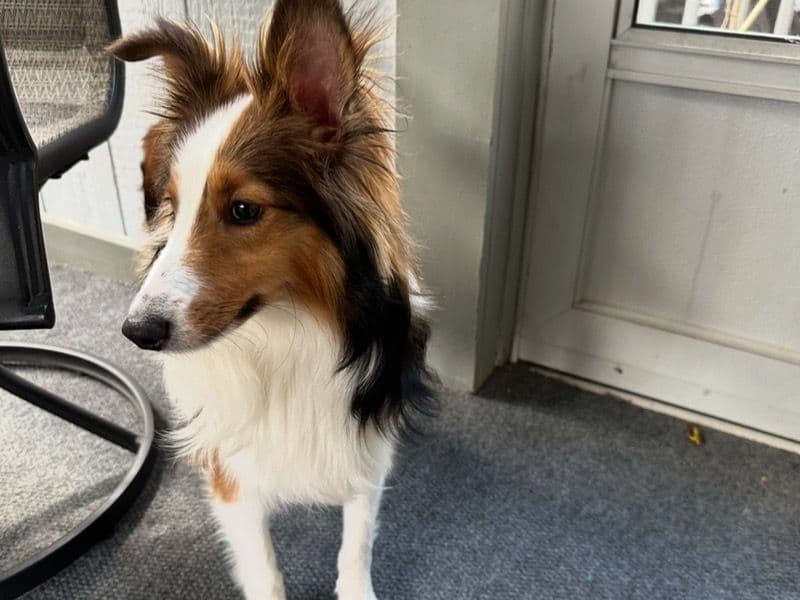 Shetland Sheepdog 1 year 1 month old male medium named Buddy for breeding in Butler County, Ohio | Petmeetly