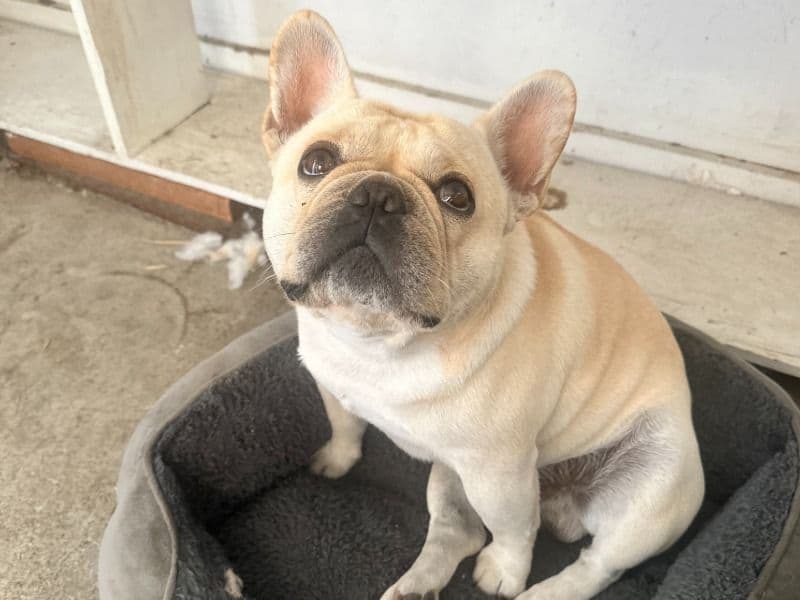 French Bulldog 3 years 10 months old male medium named Pierre for breeding in Contra Costa County, California | Petmeetly