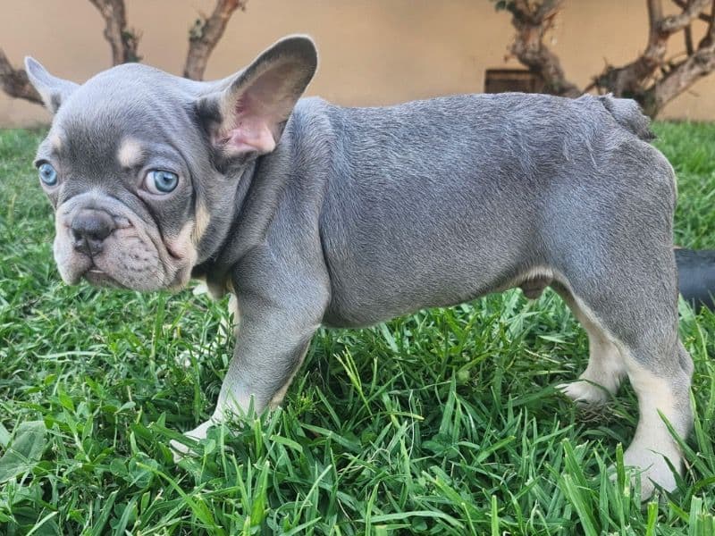 French Bulldog 7 months old male medium named Frenchie for sale in Los Angeles County, California | Petmeetly