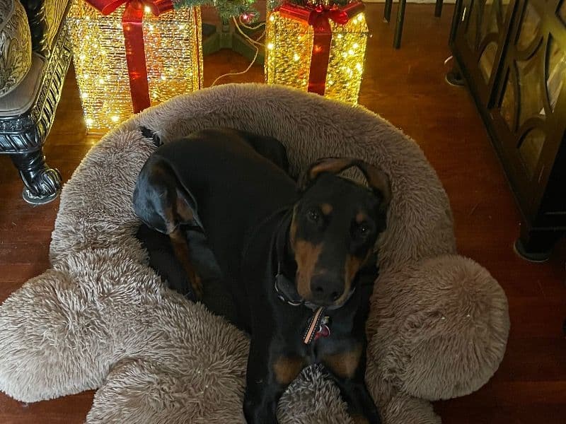 Rufus the Doberman - Gallery photo 4