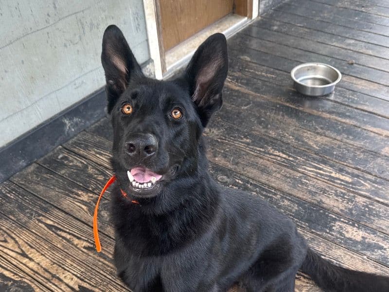 Black German Shepherd 2 years 1 month old male large named Bruno for breeding in Mason County, West Virginia | Petmeetly