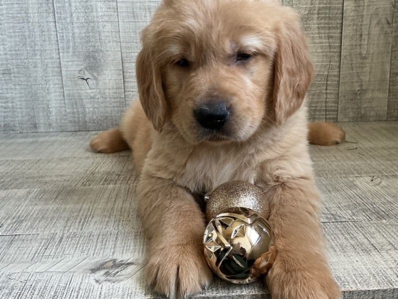 Golden Retriever 2 months old male small named Amos for sale in California | Petmeetly