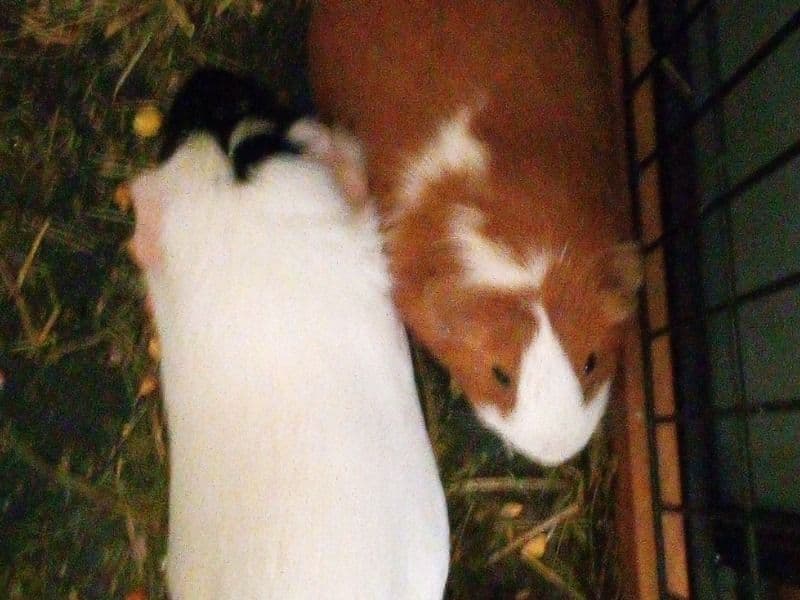 Guinea Pig 1 year old female named Carmello And Pickles for sale in Tazewell County, Illinois | Petmeetly
