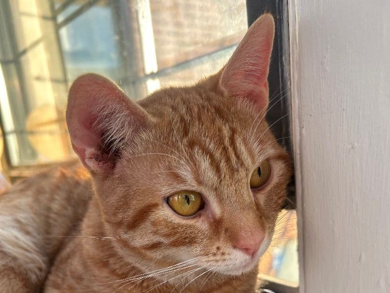 Domestic Shorthair 1 year old male named Tio for breeding in Kings County, New York | Petmeetly