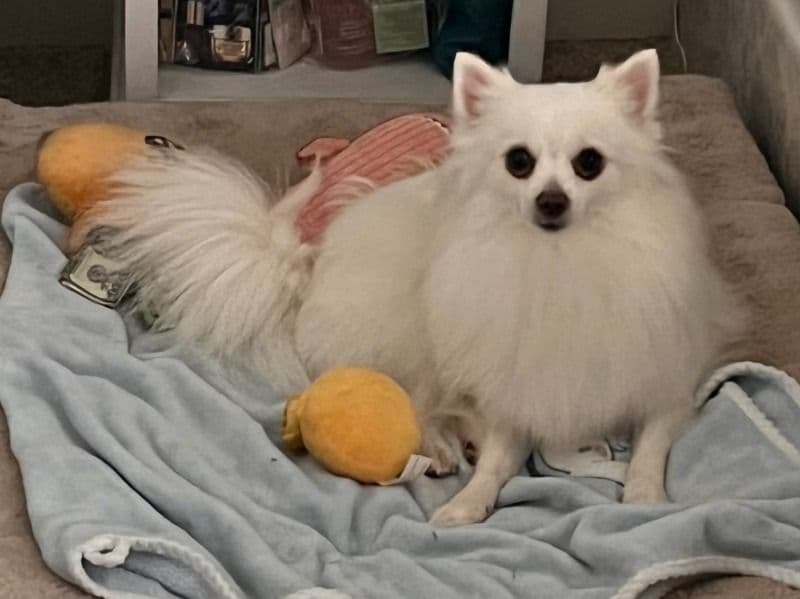 Pomeranian 4 years 10 months old female small named Ginger for breeding in Oklahoma County, Oklahoma | Petmeetly