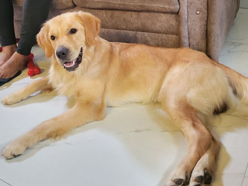 Golden Retriever 2 years 10 months old male large named Oscar for breeding in Bangalore Division, Karnataka | Petmeetly