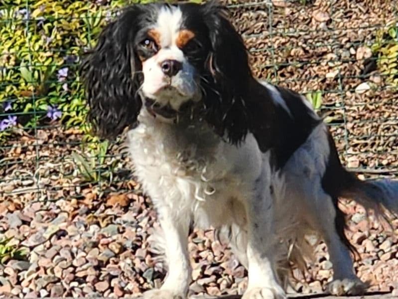 Josie primary photo