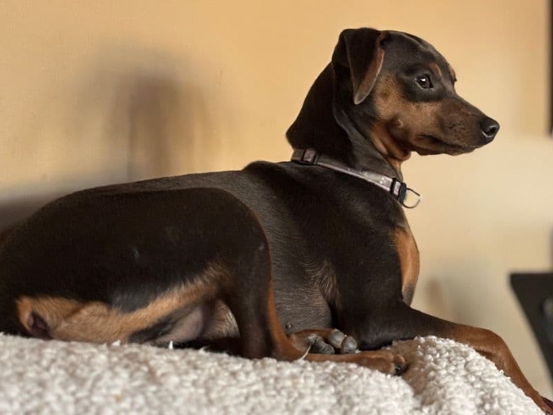 Miniature Pinscher 1 year old female small named Stormy for breeding in Cass County, Missouri | Petmeetly