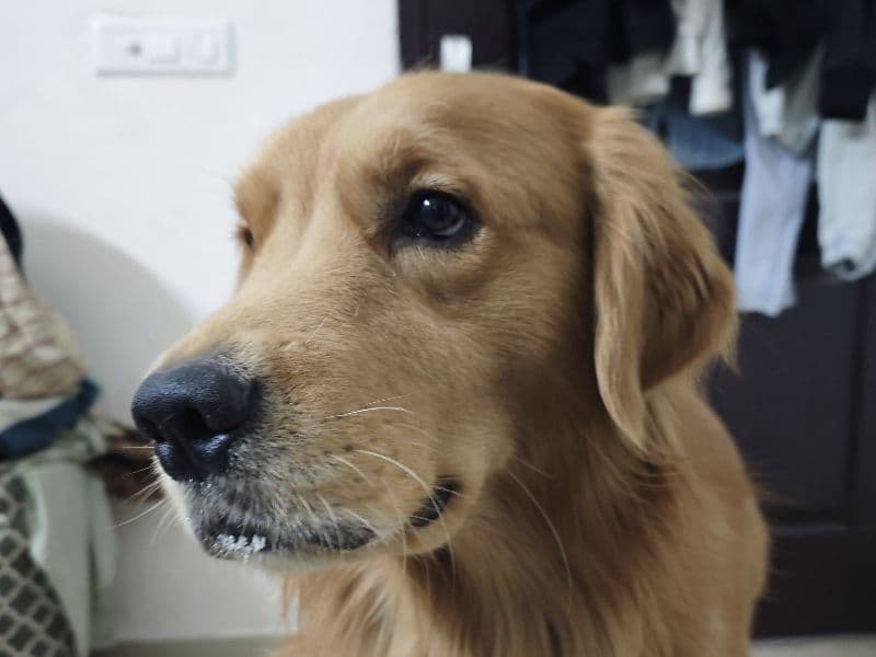 Golden Retriever 2 years 6 months old male medium named Mac for breeding in West, Uttar Pradesh | Petmeetly