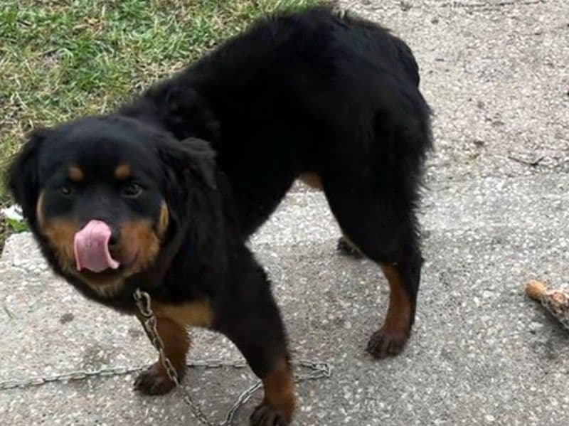 Rottweiler 1 year 5 months old female large named Coco for sale in Johnson County, Kansas | Petmeetly