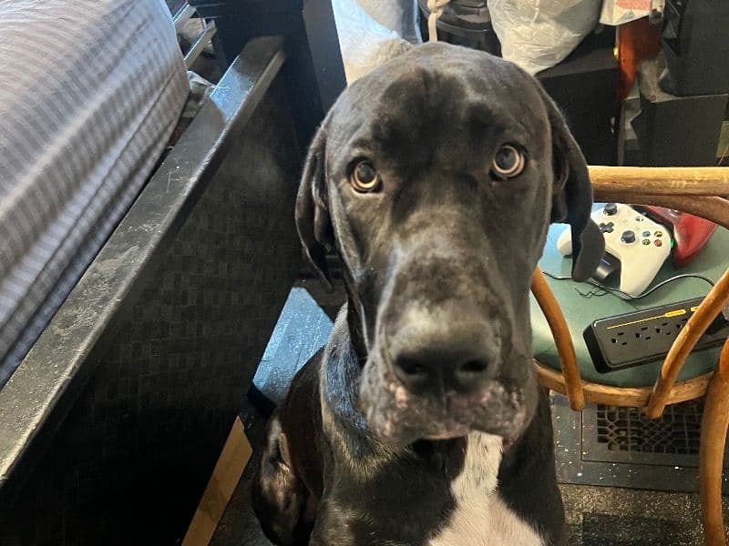 Great Dane 9 months old male extra large named Ryuk for sale in Cook County, Illinois | Petmeetly