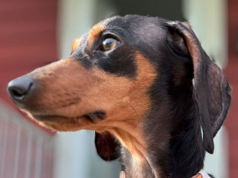 Dachshund 3 years 1 month old male small named Quinn for sale in Lucas County, Ohio | Petmeetly