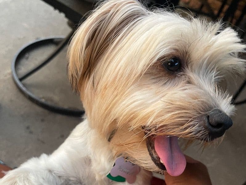 Yorkshire Terrier 2 years 5 months old female small named Rana for breeding in Dallas County, Texas | Petmeetly