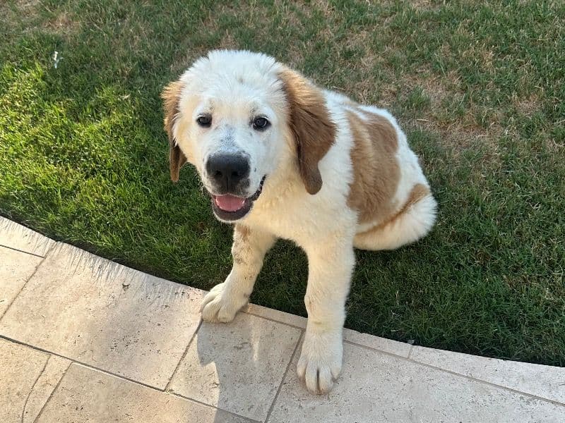 Saint Bernard 9 months old female large named Gracie for sale in Tulare County, California | Petmeetly