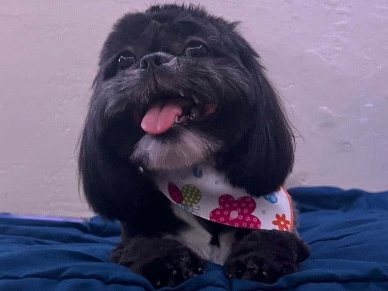 Luna primary photo