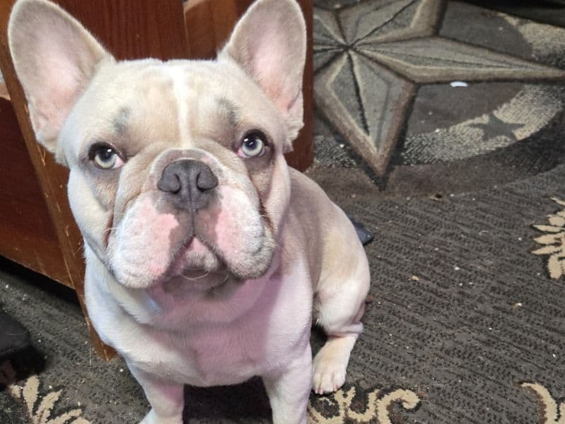 French Bulldog 1 year 5 months old male medium named Sebastian for breeding in Shasta County, California | Petmeetly