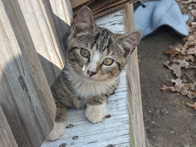 Tabby 4 months old female named Rocky for adoption in Dallas County, Texas | Petmeetly