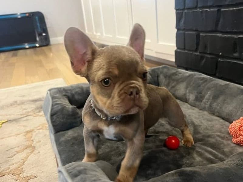 French Bulldog 3 months old female small named Mino for sale in Providence County, Rhode Island | Petmeetly