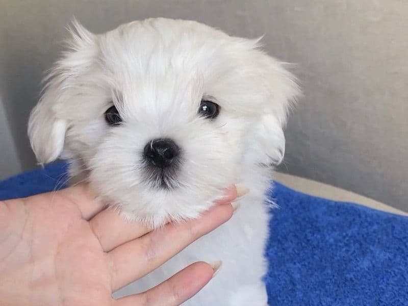 Maltese 6 months old male medium named Duke for sale | Petmeetly