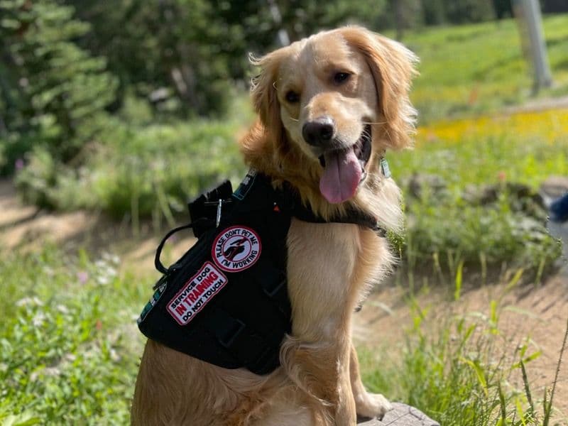 Golden Retriever 3 years old male large named Kai for breeding in Salt Lake County, Utah | Petmeetly