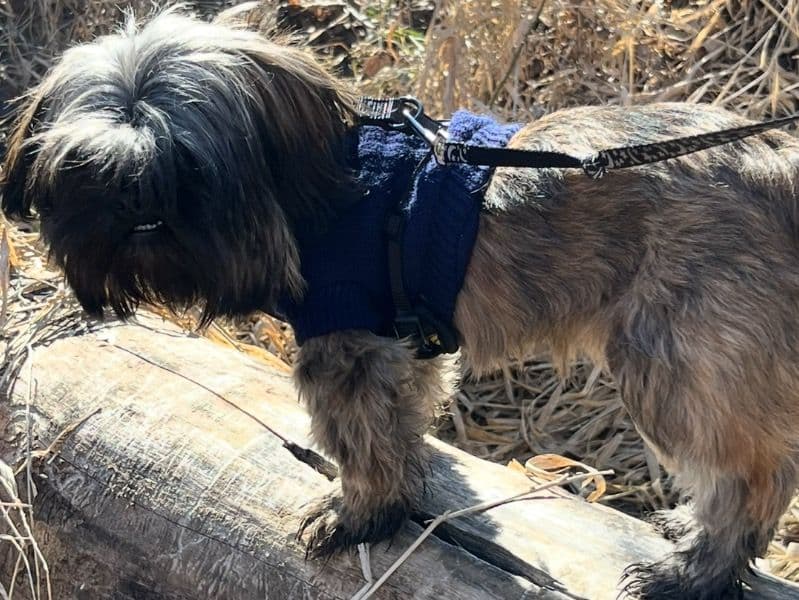 Shih Tzu 2 years 5 months old female small named Cocoa for adoption in Cass County, Michigan | Petmeetly