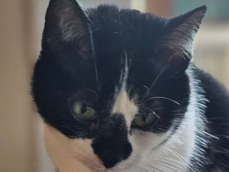 Tuxedo Cat 5 years old female named Oreo for adoption in Cleveland County, North Carolina | Petmeetly
