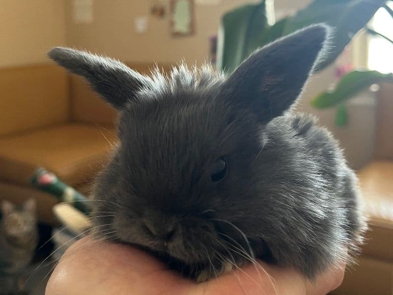 Holland Lop 1 month old male named Luffy for adoption in Allen County, Indiana | Petmeetly