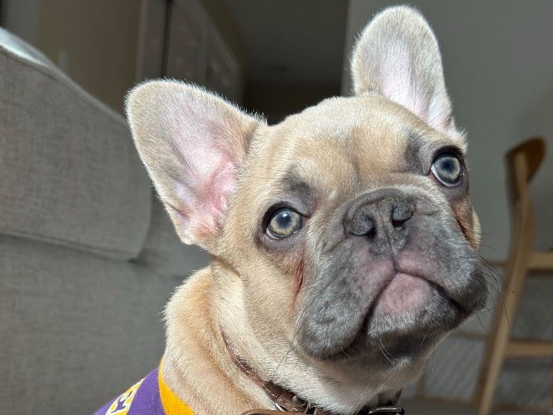 French Bulldog 1 year 4 months old male medium named Louie for breeding in Washington County, Oregon | Petmeetly